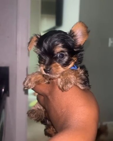 Teacup Yorkie Legend (Deposit Required) in Houston, Texas