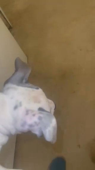 2 Month Old American Blue X XL Bully in Middletown, Delaware