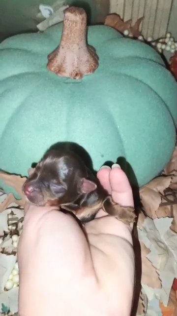 Chocolate male Yorkie in Sikeston, Missouri