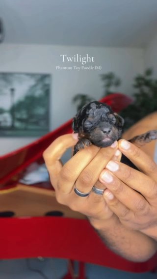 AKC Phantom Toy poodle (Twilight) in Dallas, Texas