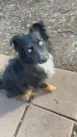 Male Registered Mini Aussie in Waxahachie, Texas