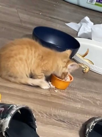 Kitten  13weeks in Tampa, Florida
