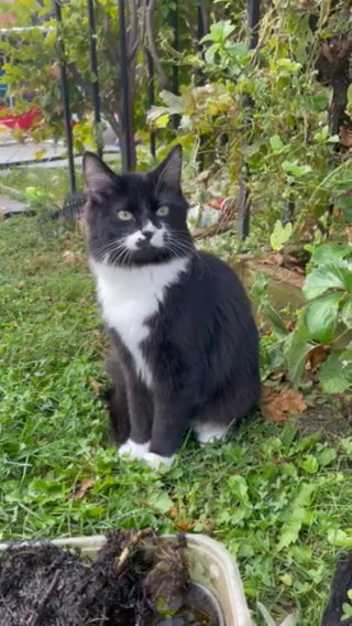 Kitty in North Highlands, California