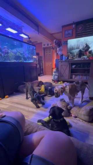 CKC Great Dane in Raleigh, North Carolina