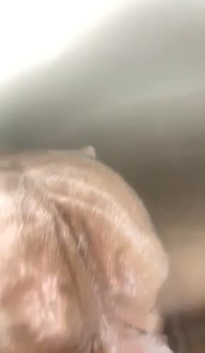 Exotic Bully in Rock Island, Illinois