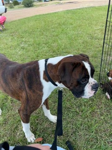 AKC Boxer Puppies in Brookhaven, Mississippi