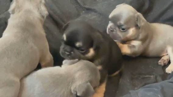 Fluffy Frenchies 4 Weeks Old in Oklahoma City, Oklahoma