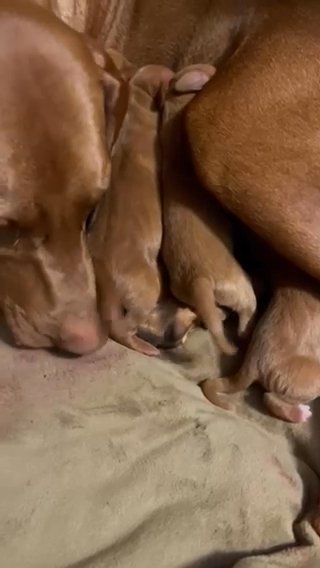 Vizsla's for Christmas in Mason City, Iowa
