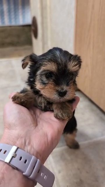 AKC Yorkshire Terrier in Oklahoma City, Oklahoma