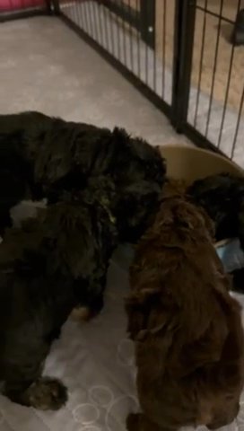 Toy Poodles Of NC in Wilson, North Carolina