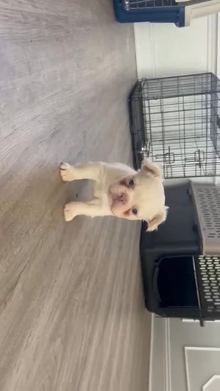 Fluffy French Bulldog in New York City, New York
