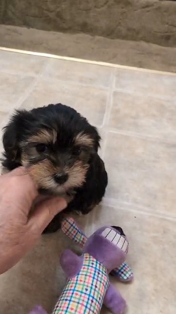 Beautiful little girl with tail in Oklahoma City, Oklahoma