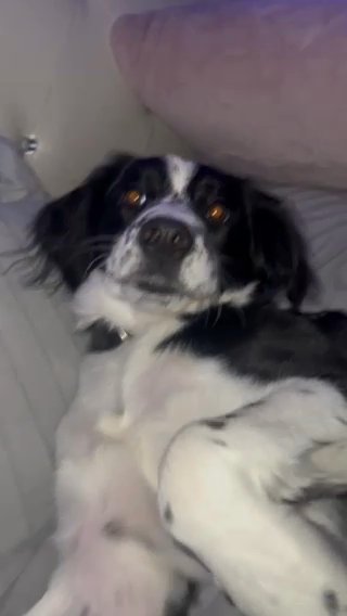 Chloe in Gilroy, California