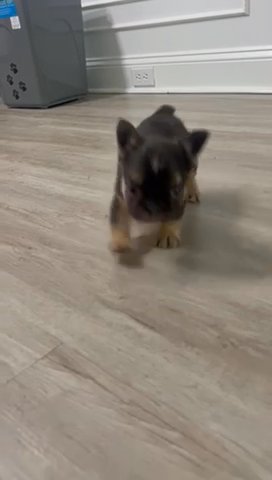 Cocoa And Tan Boy, Fluffy French Bulldog in New York City, New York