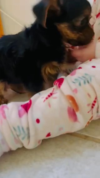 Yorkie in Moreno Valley, California