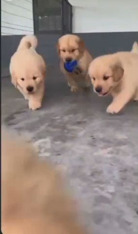 Puppies For Sale in Los Angeles, California