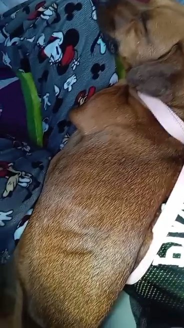 redbone coonhound beagle mix in Norman, Oklahoma