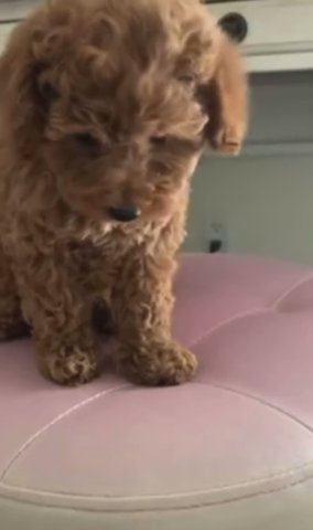 Puppies For Sale in Los Angeles, California