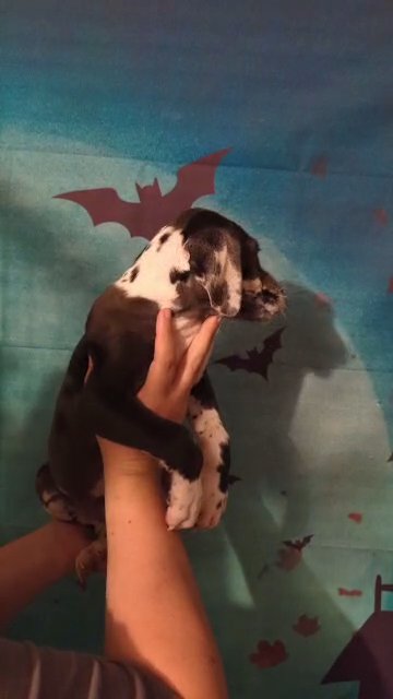 Jigsaw Blanketed Harlequin Male in Roanoke, Virginia