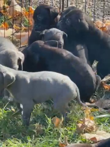 AKC registered Great Danes in Portland, Tennessee