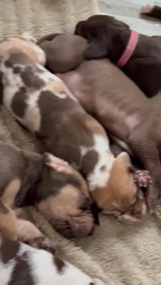 Cypress—Chocolate Fawn Male Great Dane in Lexington, North Carolina