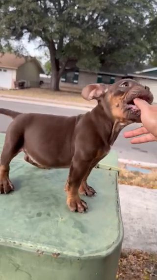 American Bully Micro in Washington, District of Columbia