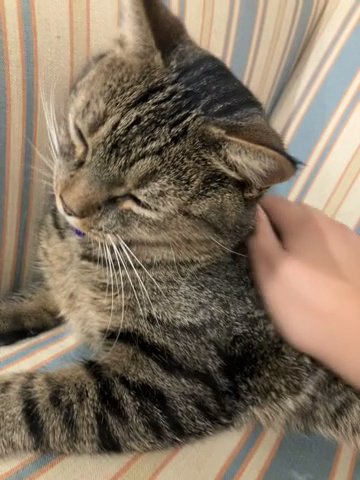 Lovely Cat in Norristown, Pennsylvania