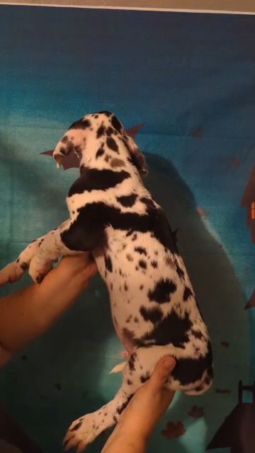 Dracula Harlequin Great Dane in Roanoke, Virginia