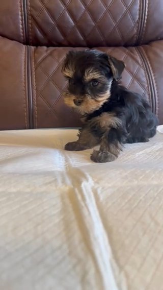 Yorkie in Riverside, California