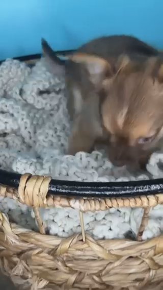 Chihuahua Boy Puppy in Charlotte, North Carolina