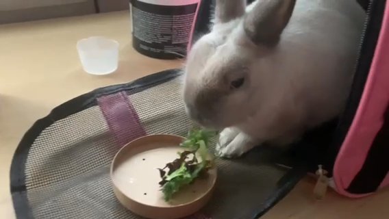 Ollie (Male Bunny) ? in New Rochelle, New York