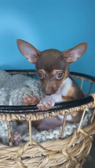 Chihuahua Boy Puppy in Charlotte, North Carolina