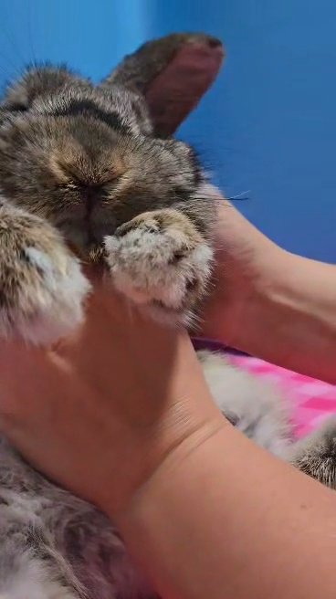 sold~Holland lop in Glendale, Arizona