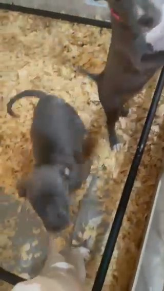 Playful Bluenose Pitbull Puppies in Savannah, Georgia