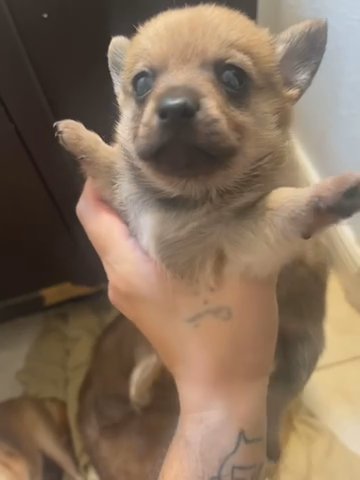 Mini Longhair Male in Hollywood, Florida