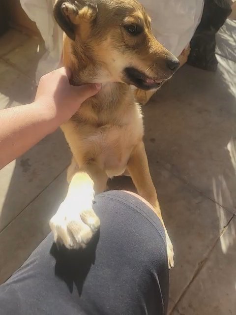 stray puppy looking for a loving home in Fresno, California