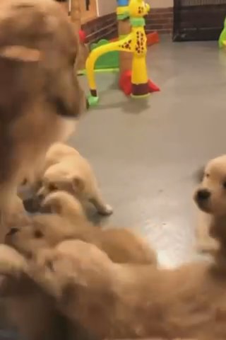 Puppies For Sale in Los Angeles, California