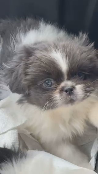 Pekingese in Greensboro, North Carolina