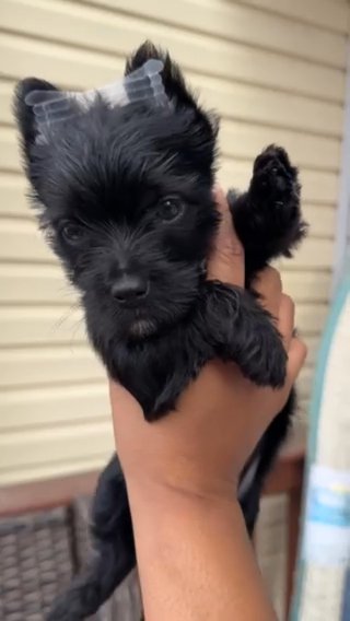Tamera KB Black Yorkie in Waldorf, Maryland