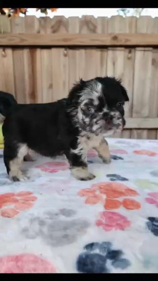 French bulldog Fluffy Merle in Orlando, Florida
