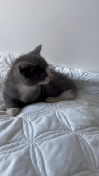 Grey Kittens in Westfield, Massachusetts