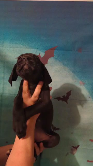 Great Dane AKC Reagan in Roanoke, Virginia