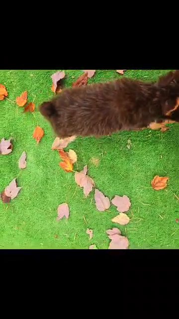 Female chocolate yorkie in Washington, District of Columbia