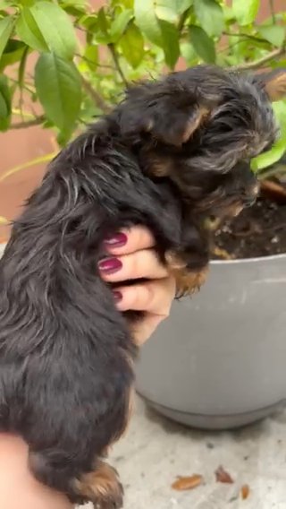 KASH - Yorkie (retired) dark chocolate merle in Pearland, Texas