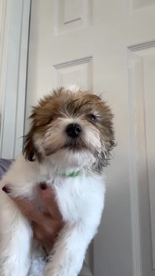Havanese Puppy in Clermont, Florida