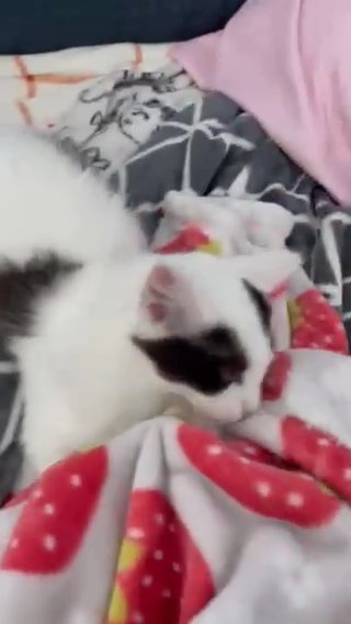 Kitten in North Highlands, California