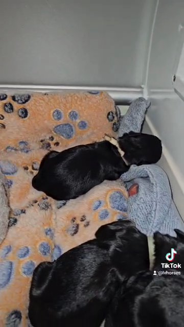 A'Lord Oct litter in Athens, Alabama