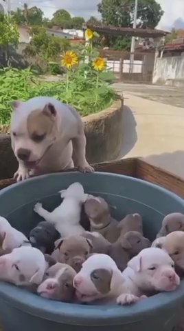 puppies looking for loving families that can make them wag their tails. in San Diego, California