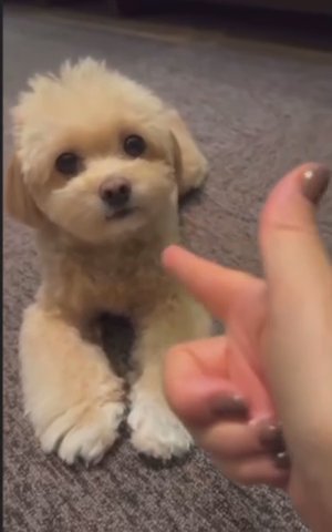 Puppies For Sale in Los Angeles, California