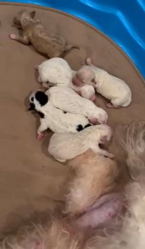 Poochons in Jonesboro, Arkansas
